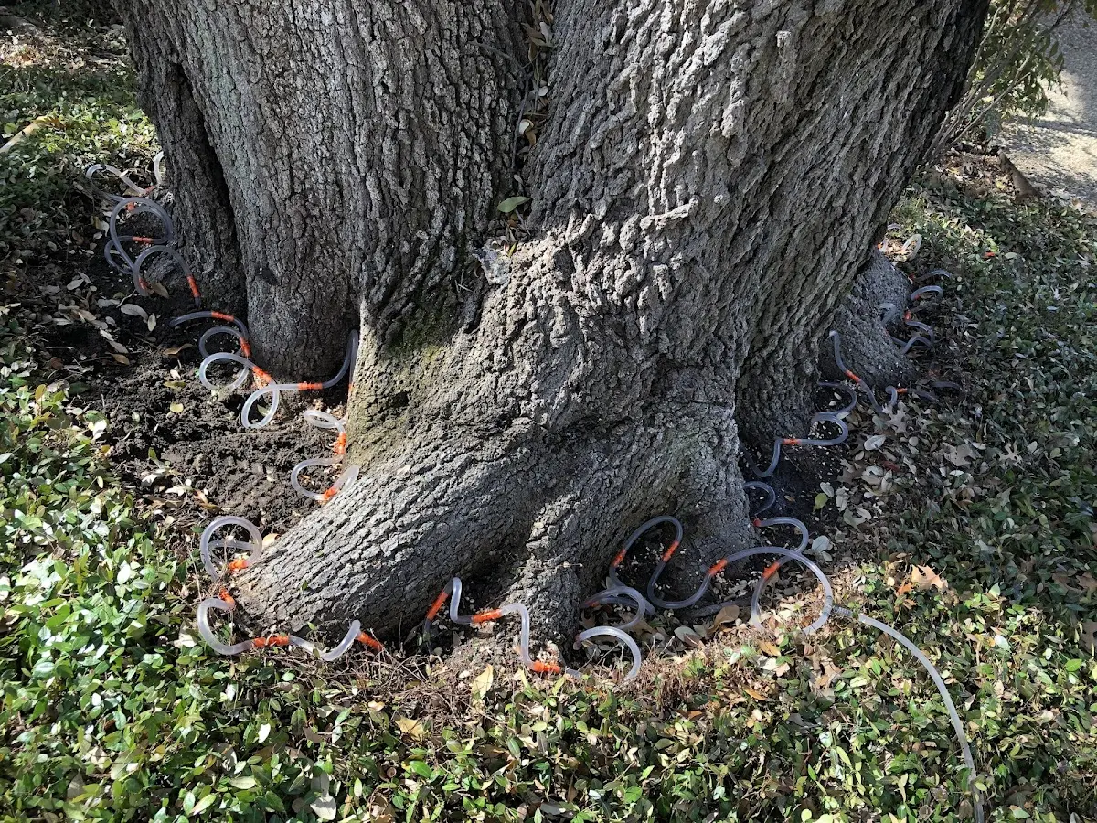 Detailed Tree Cabling and Bracing job site in Parnell
